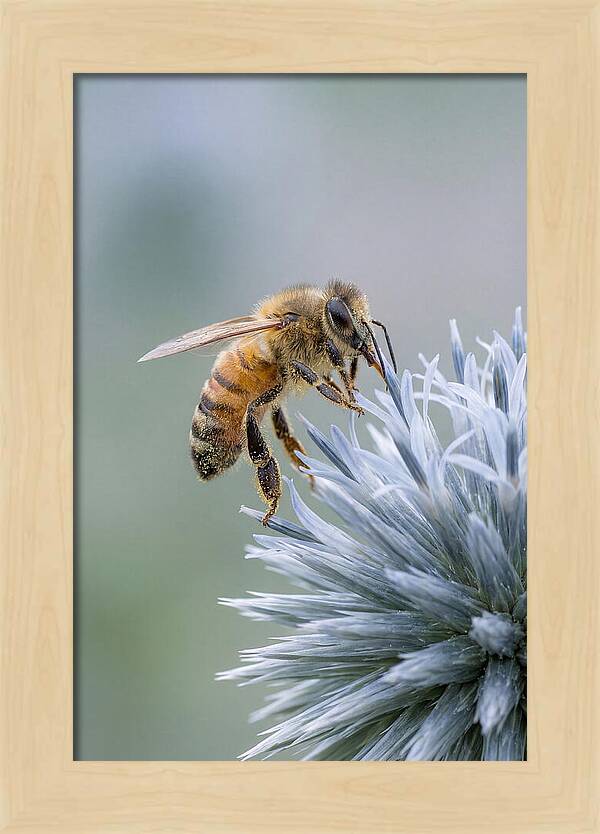 Honeybee Gathering Pollen From Bloom