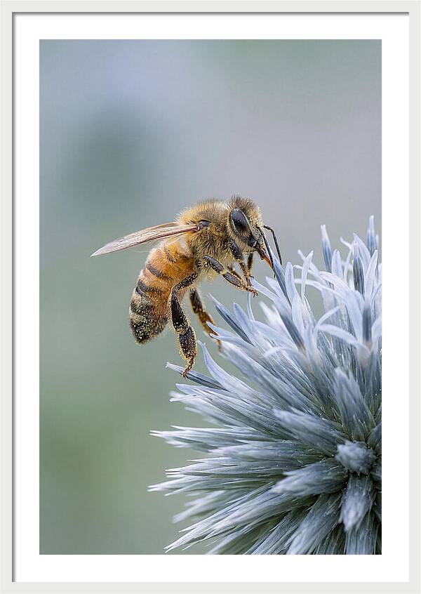 Honeybee Gathering Pollen From Bloom