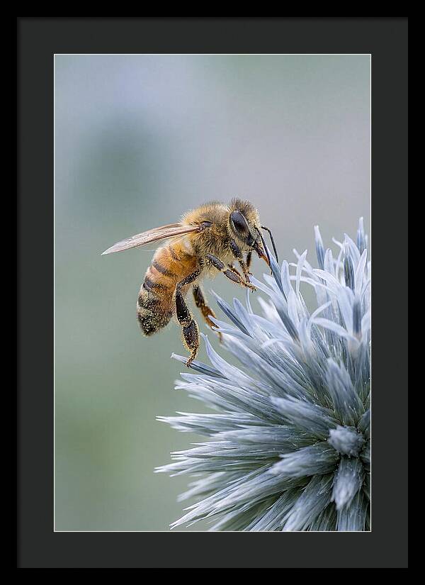 Honeybee Gathering Pollen From Bloom