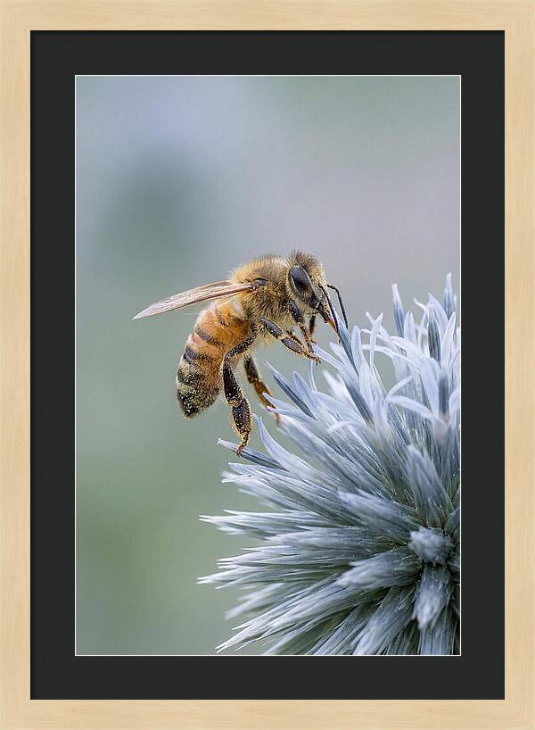 Honeybee Gathering Pollen From Bloom