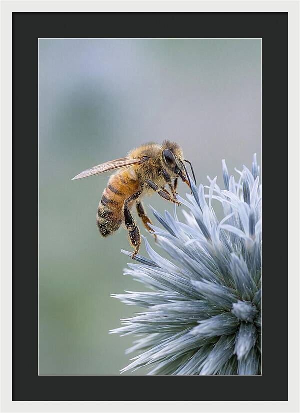 Honeybee Gathering Pollen From Bloom