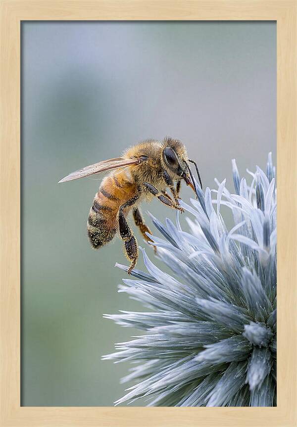 Honeybee Gathering Pollen From Bloom