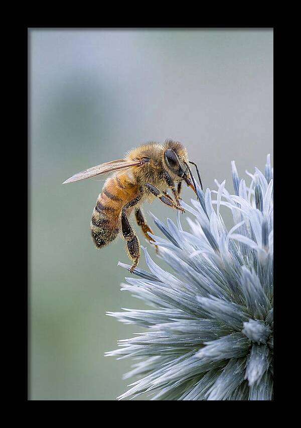 Honeybee Gathering Pollen From Bloom