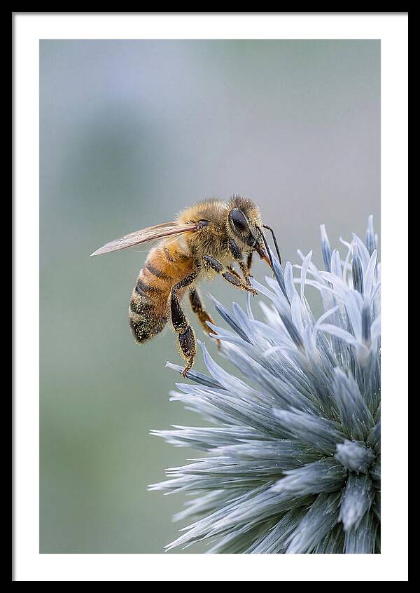 Honeybee Gathering Pollen From Bloom