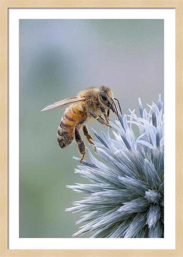 Honeybee Gathering Pollen From Bloom