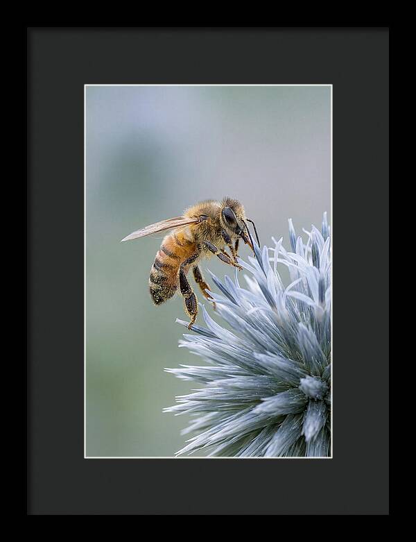 Honeybee Gathering Pollen From Bloom