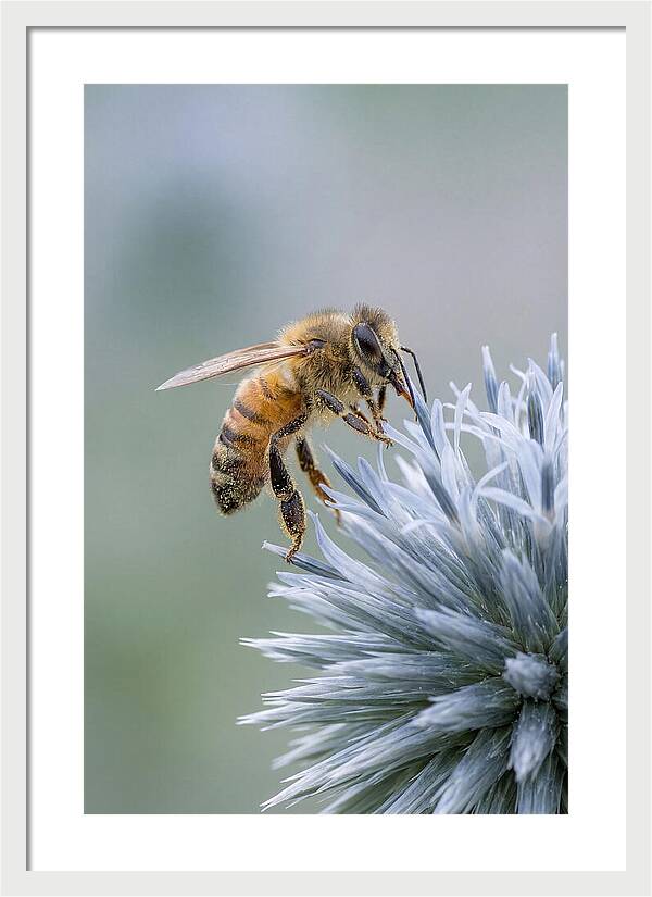 Honeybee Gathering Pollen From Bloom