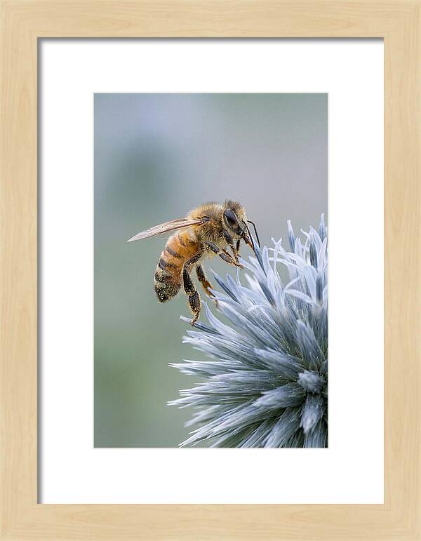 Honeybee Gathering Pollen From Bloom