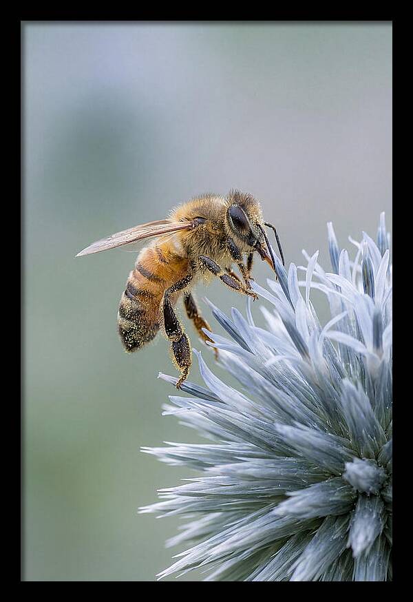 Honeybee Gathering Pollen From Bloom