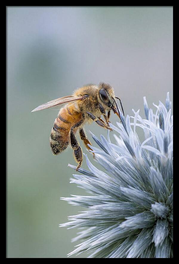 Honeybee Gathering Pollen From Bloom