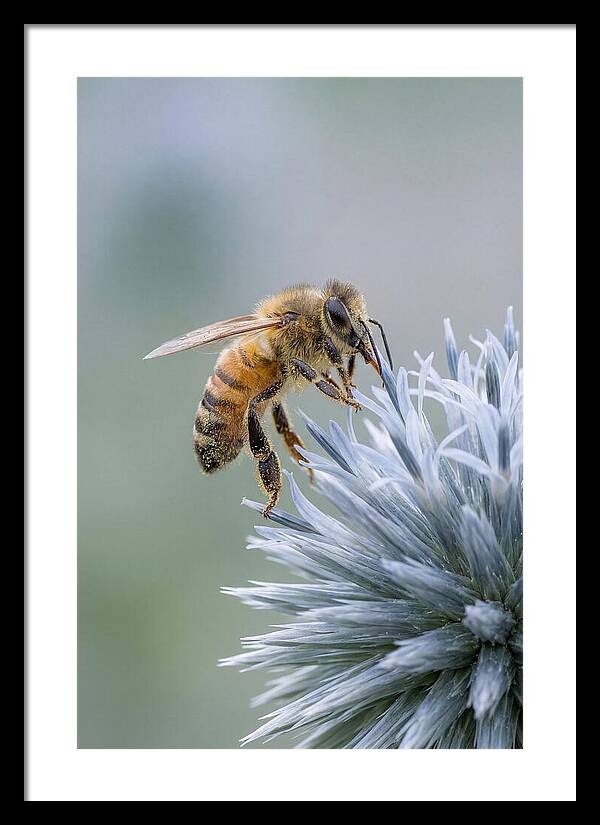 Honeybee Gathering Pollen From Bloom