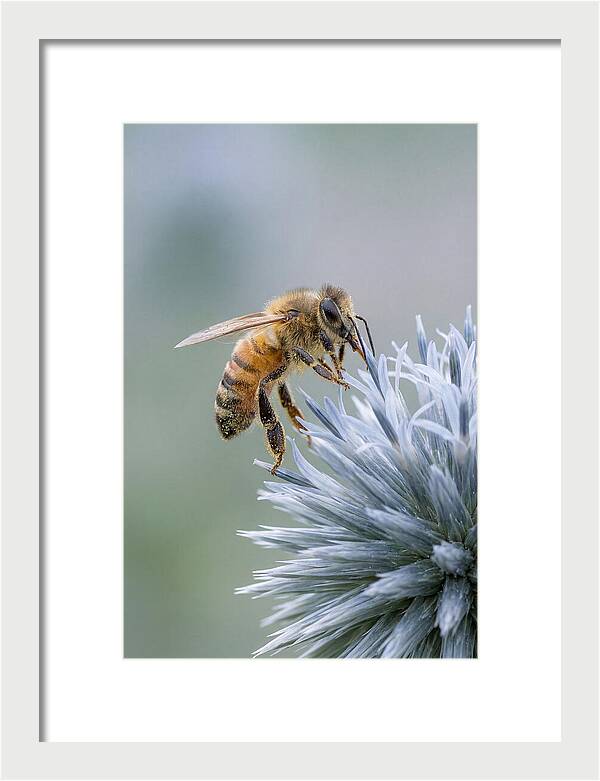 Honeybee Gathering Pollen From Bloom