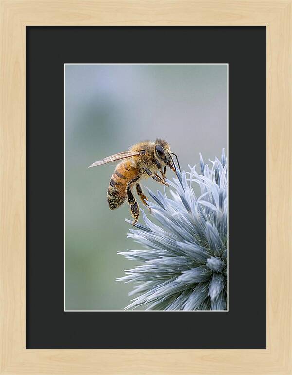 Honeybee Gathering Pollen From Bloom