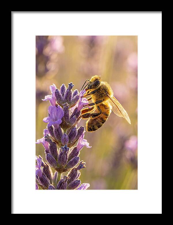 Honeybee On Lavender