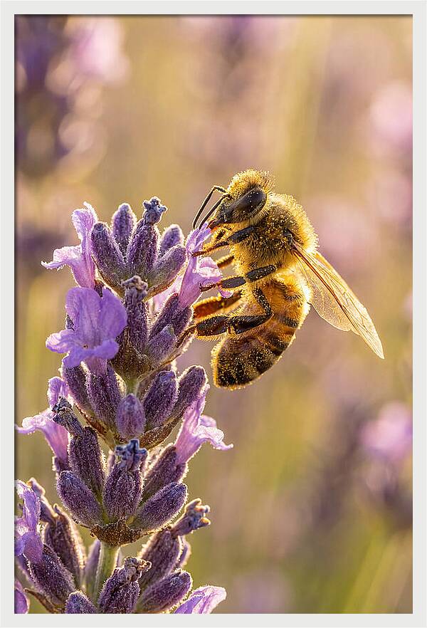 Honeybee On Lavender