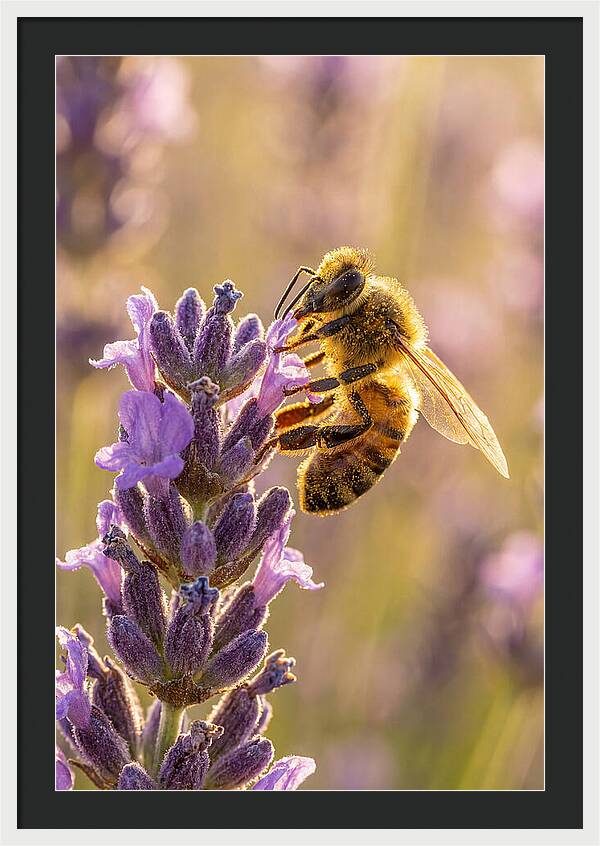 Honeybee On Lavender
