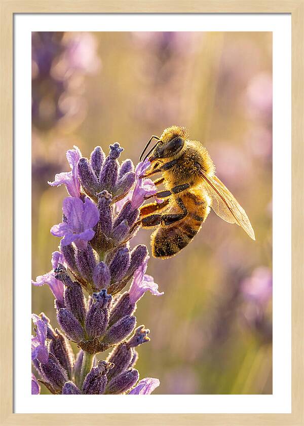 Honeybee On Lavender