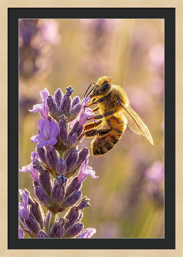 Honeybee On Lavender