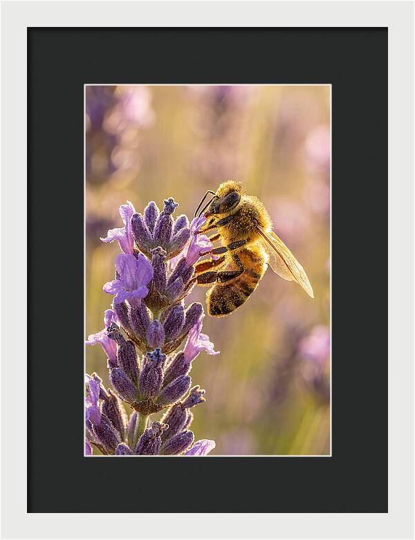 Honeybee On Lavender