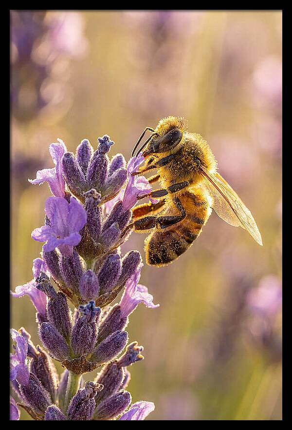 Honeybee On Lavender