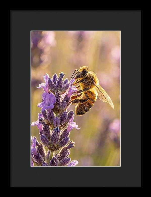 Honeybee On Lavender