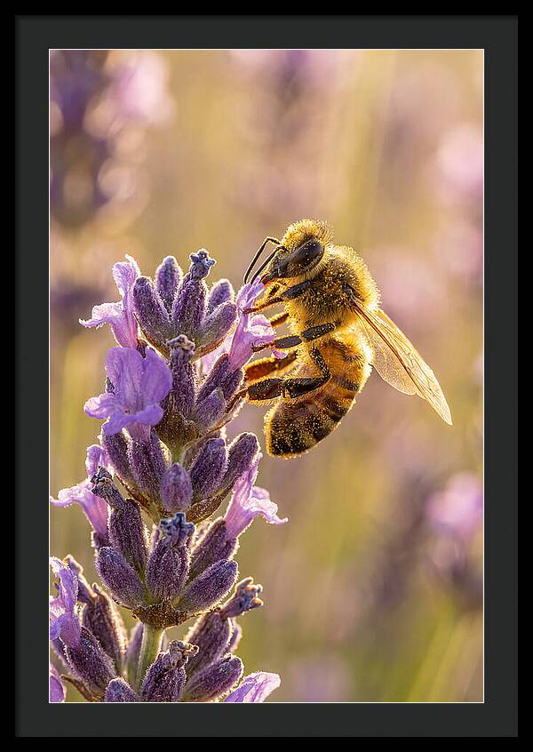 Honeybee On Lavender