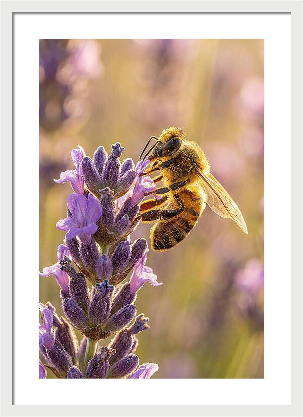 Honeybee On Lavender