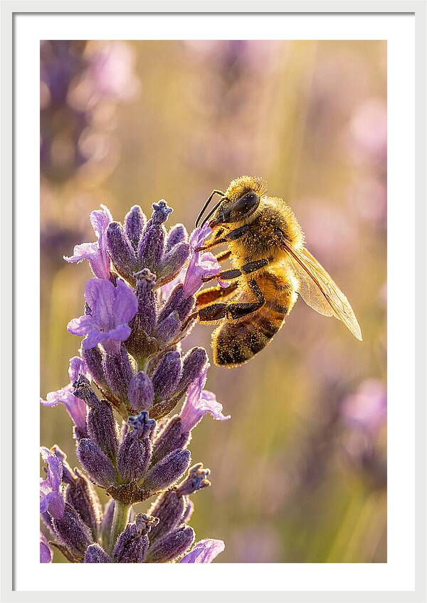 Honeybee On Lavender