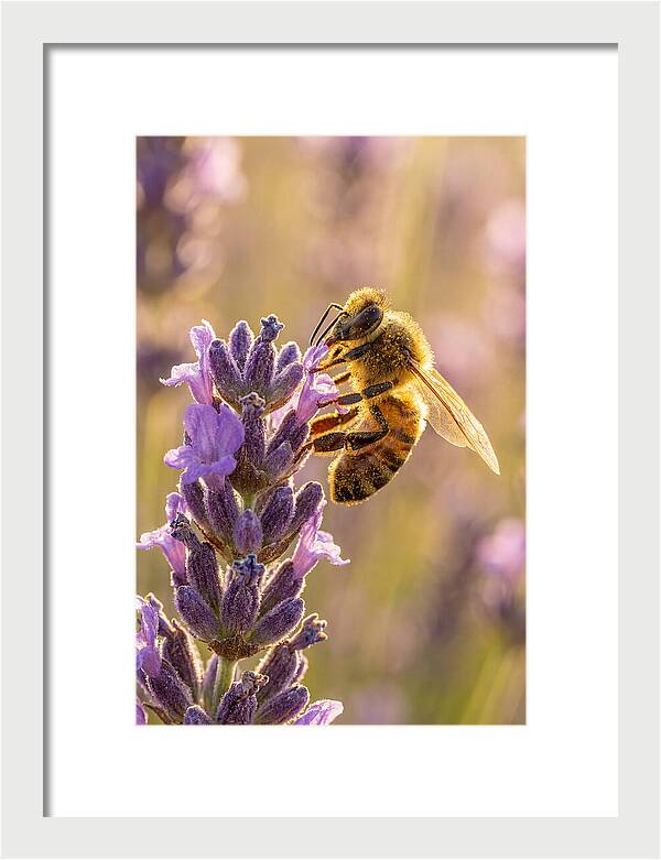 Honeybee On Lavender