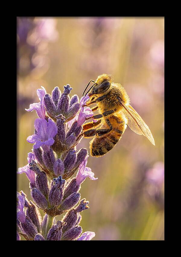 Honeybee On Lavender
