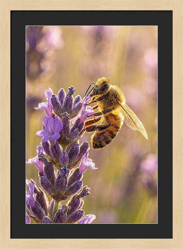 Honeybee On Lavender
