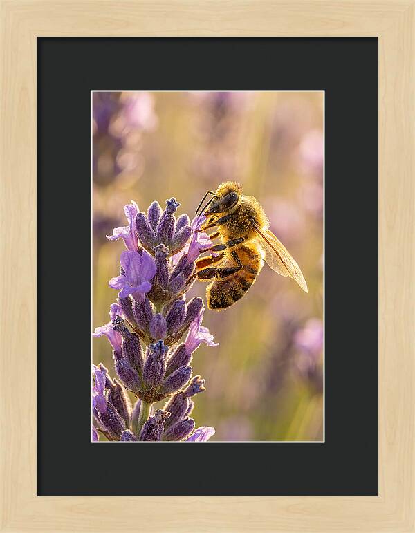 Honeybee On Lavender