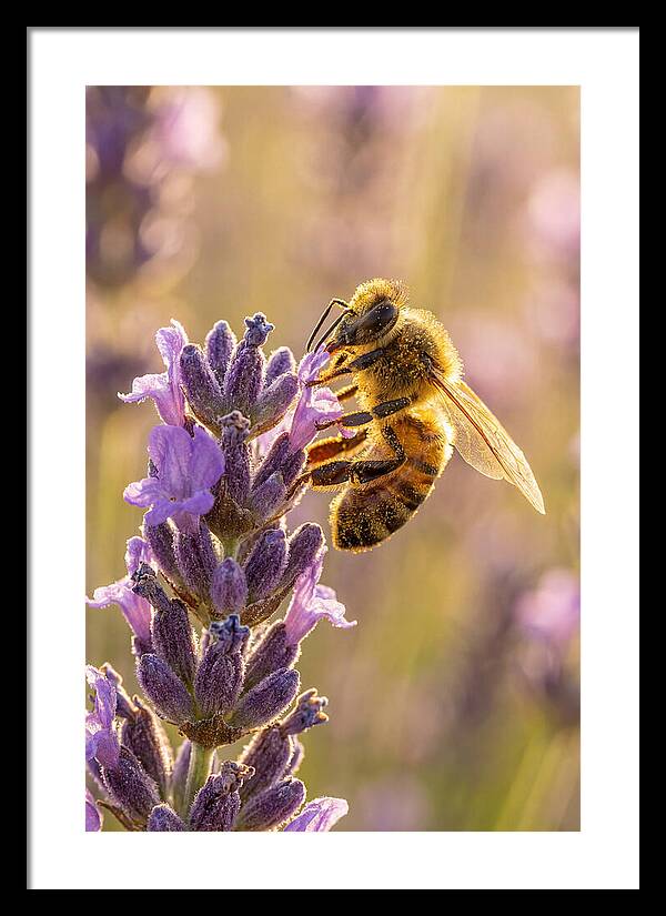 Honeybee On Lavender