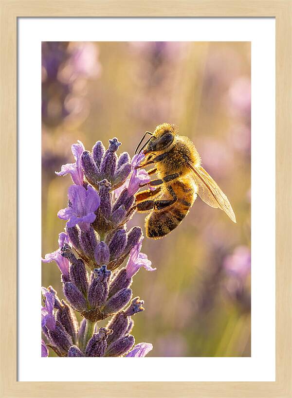 Honeybee On Lavender
