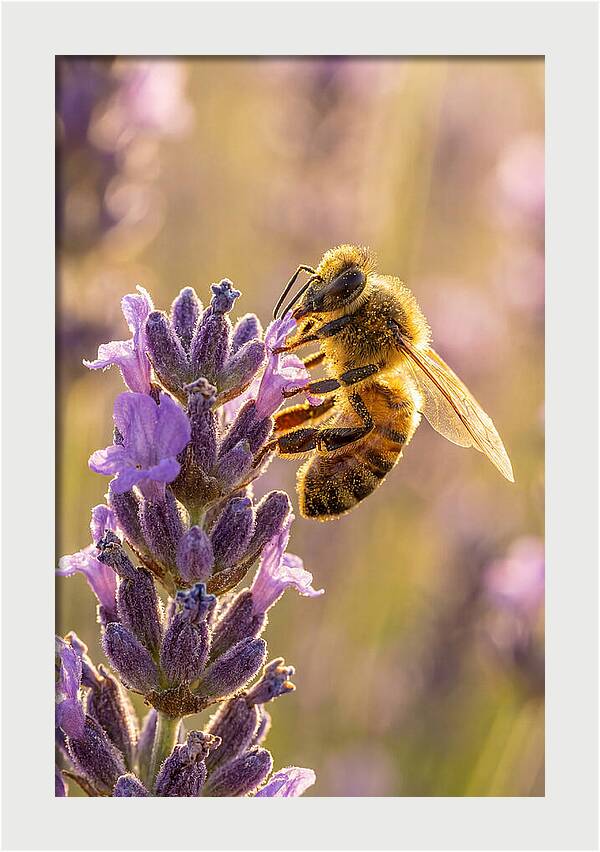 Honeybee On Lavender