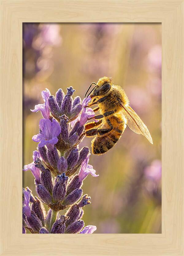 Honeybee On Lavender