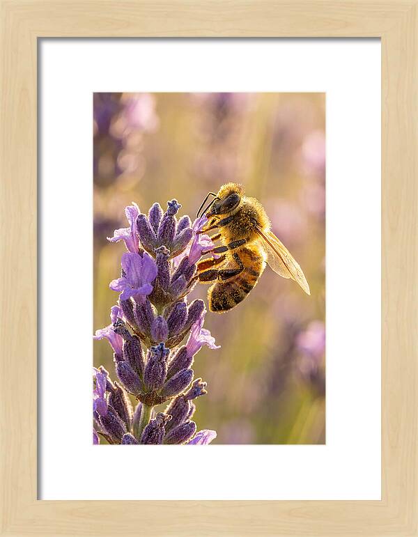 Honeybee On Lavender