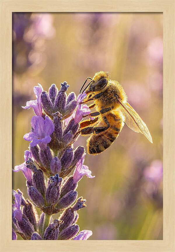 Honeybee On Lavender