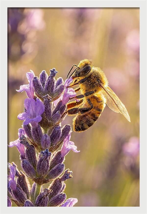 Honeybee On Lavender