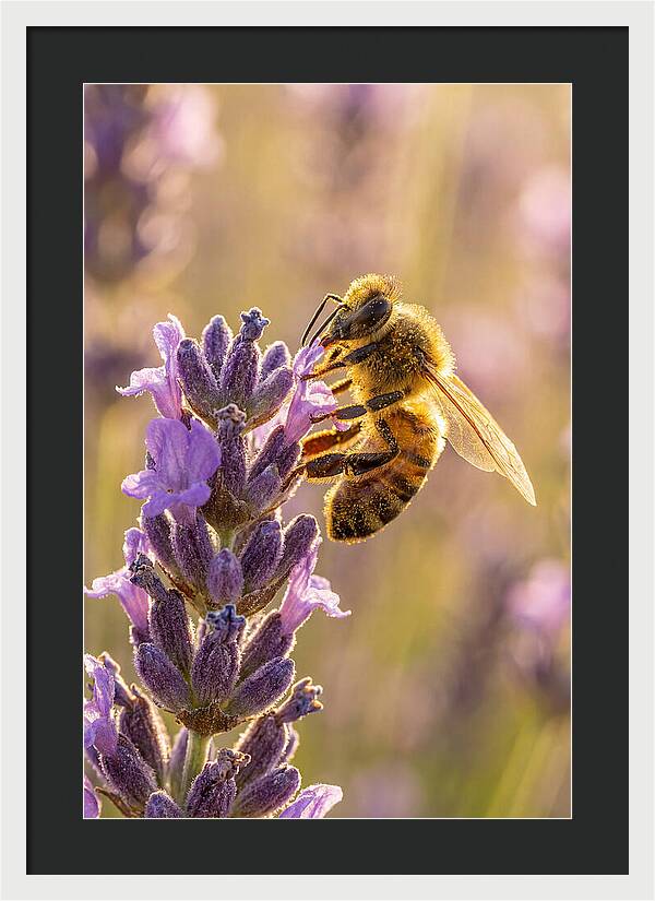 Honeybee On Lavender