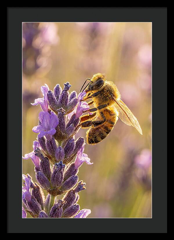 Honeybee On Lavender
