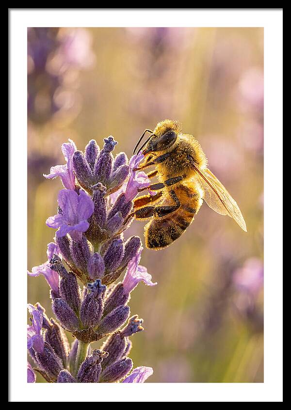 Honeybee On Lavender