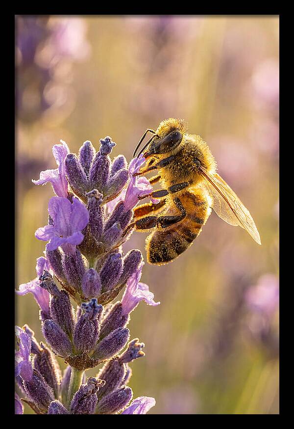 Honeybee On Lavender