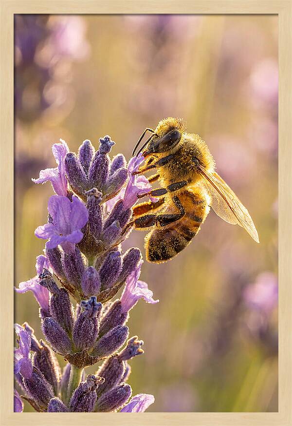 Honeybee On Lavender