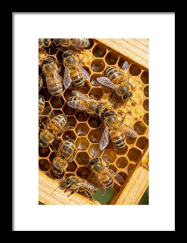 Honeybees On Comb