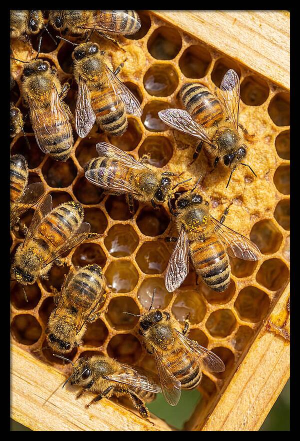 Honeybees On Comb