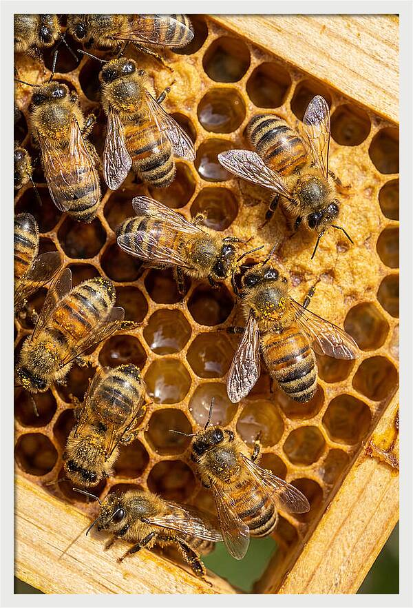 Honeybees On Comb