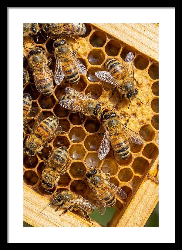 Honeybees On Comb