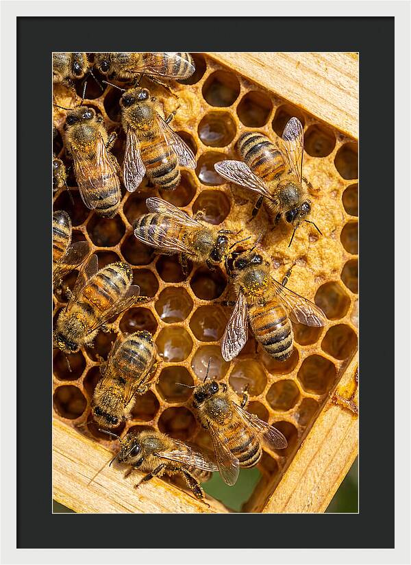 Honeybees On Comb