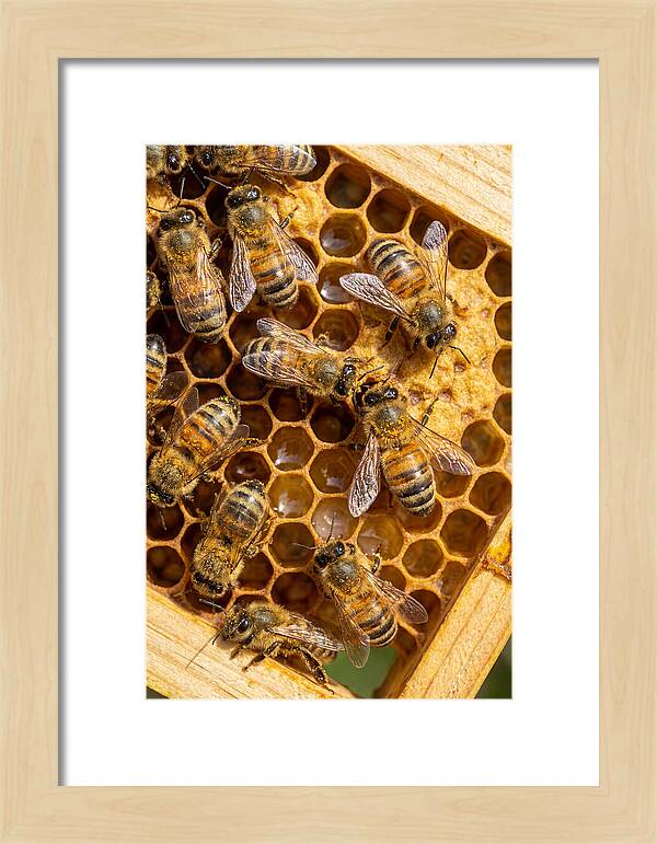 Honeybees On Comb